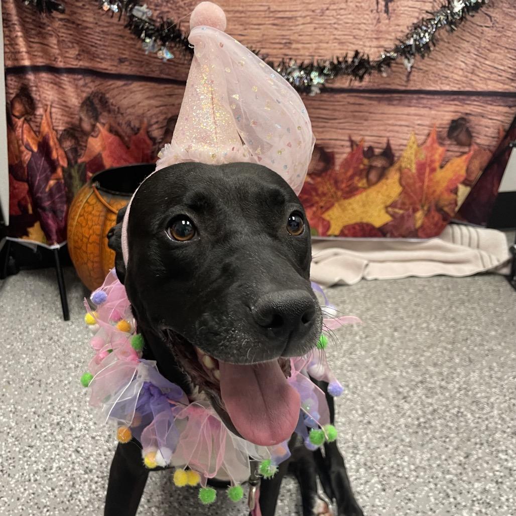 Jessica, a Adoptable mixed breed in Henderson, NV image 4/4