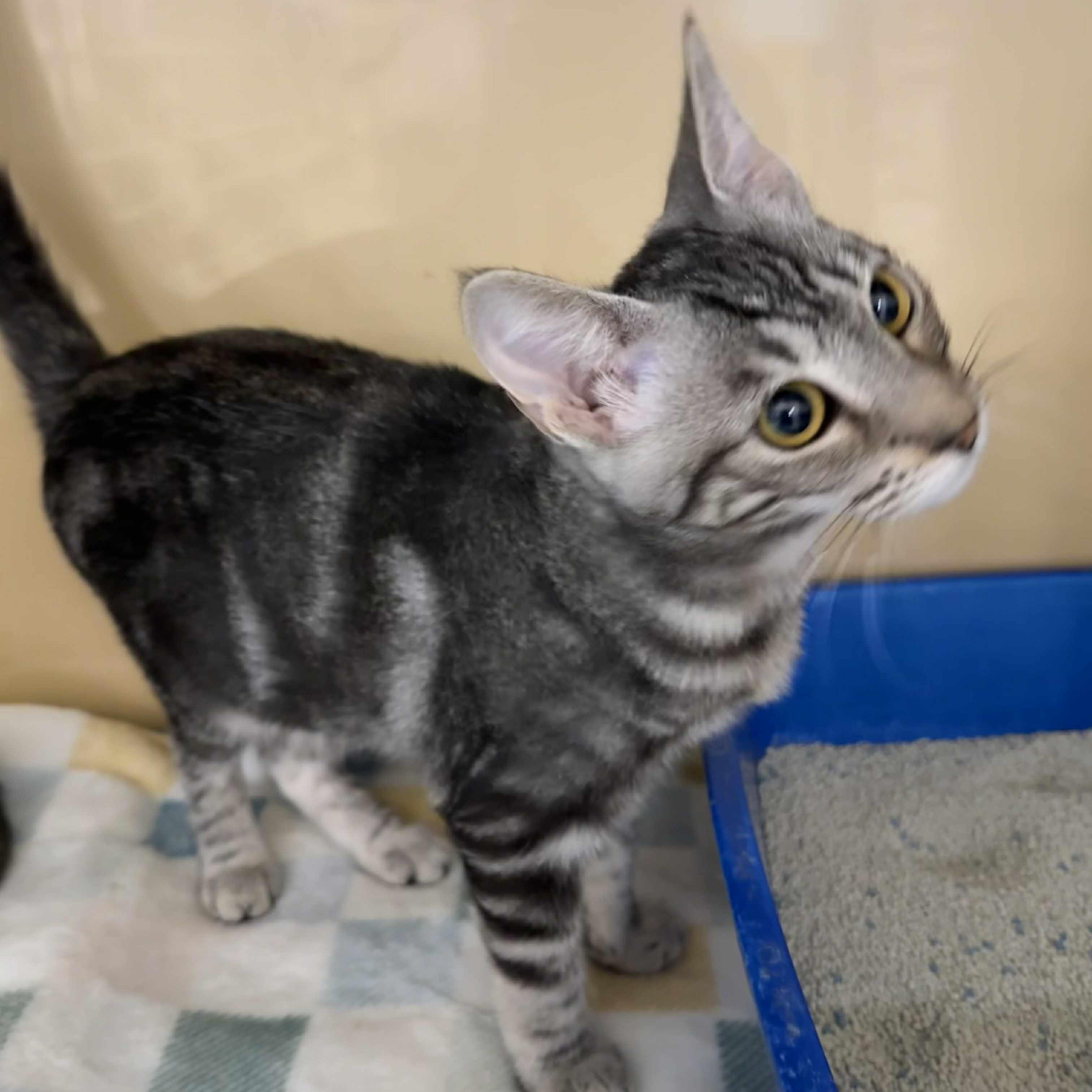 Enlarge Layla, a Adoptable mixed breed in Antioch, CA image 2/3