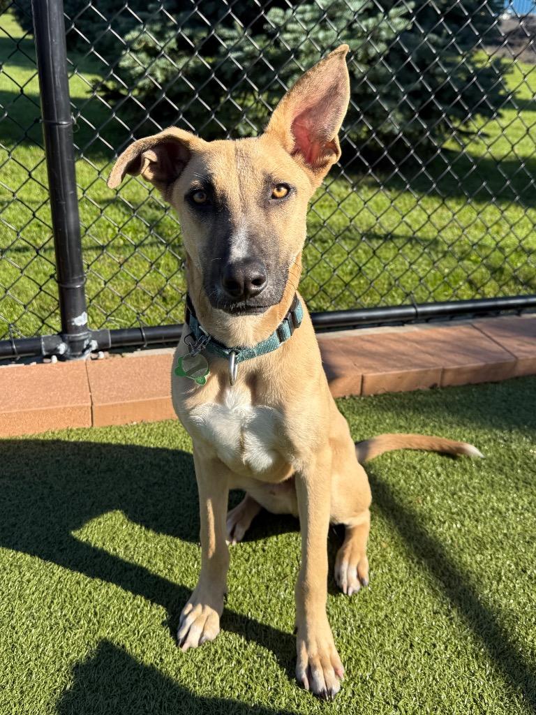 Milo, Adoptable, Puppy Male Black Mouth Cur & Shepherd.