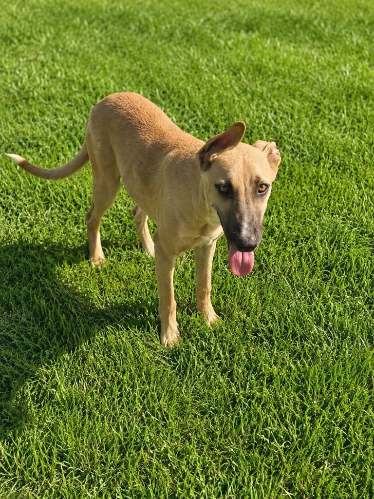 Milo, Adoptable, Puppy Male Black Mouth Cur.