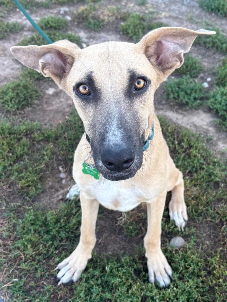 Enlarge Milo, a Adoptable mixed breed in North Syracuse, NY image 2/2