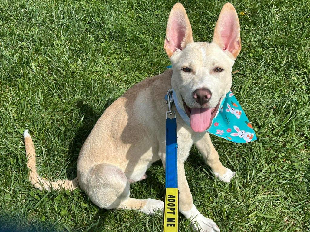 Simon, Adoptable, Puppy Male Labrador Retriever & Mixed Breed.