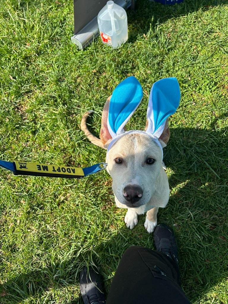 Enlarge Simon, a Adoptable mixed breed in Lexington, KY image 2/6