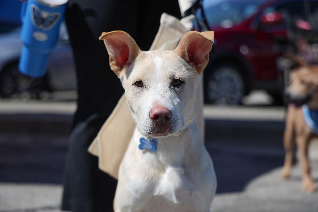 Enlarge Simon, a Adoptable mixed breed in Lexington, KY image 3/6