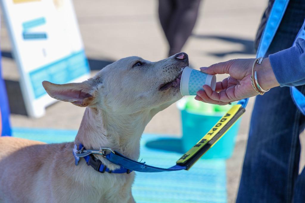 Enlarge Simon, a Adoptable mixed breed in Lexington, KY image 4/6
