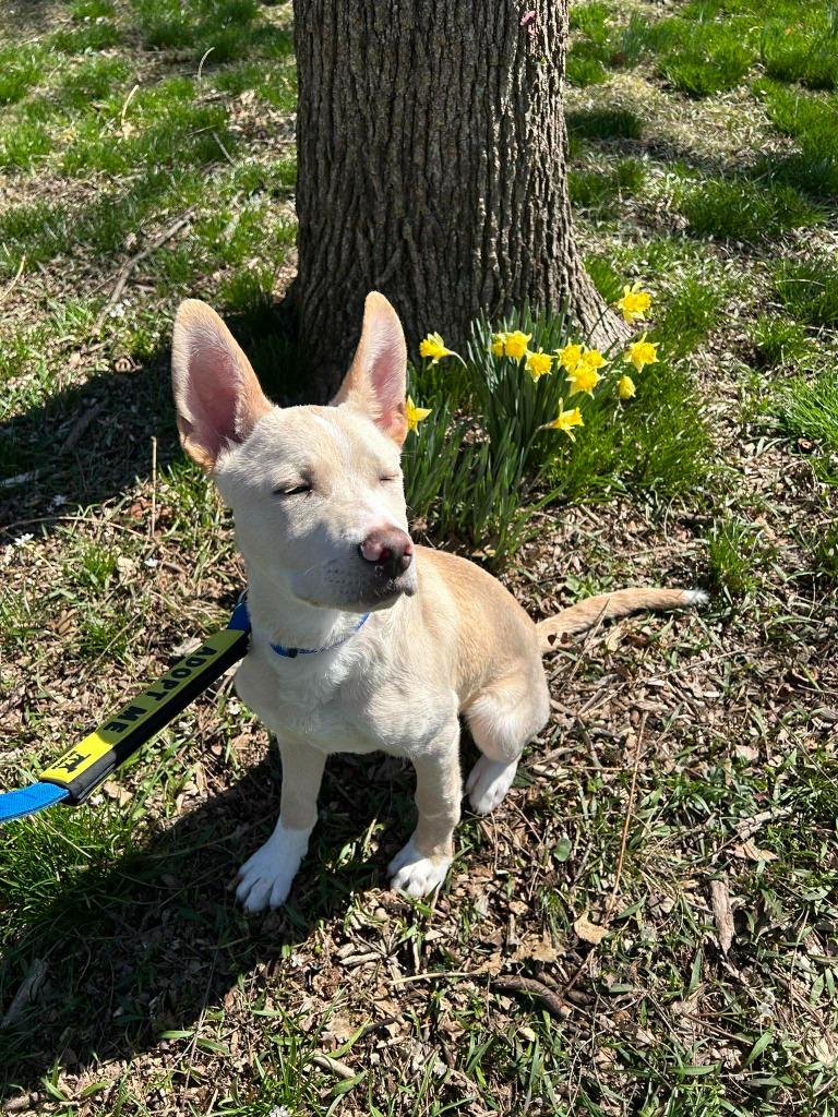 Enlarge Simon, a Adoptable mixed breed in Lexington, KY image 5/6