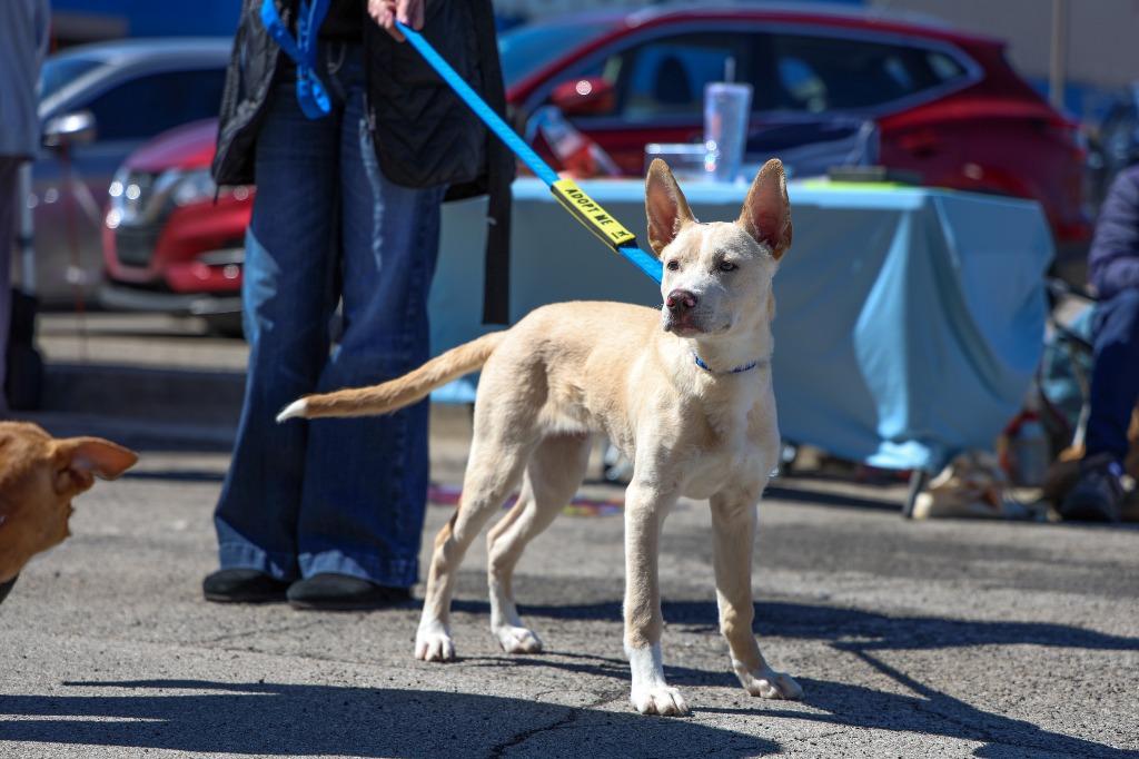 Simon, Adoptable, Puppy Male Labrador Retriever & Mixed Breed.