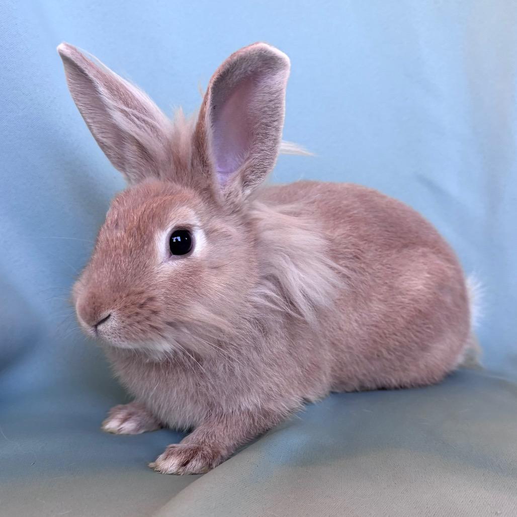 Enlarge Pedro, an adopted Lionhead in Columbia, MD image 2/4