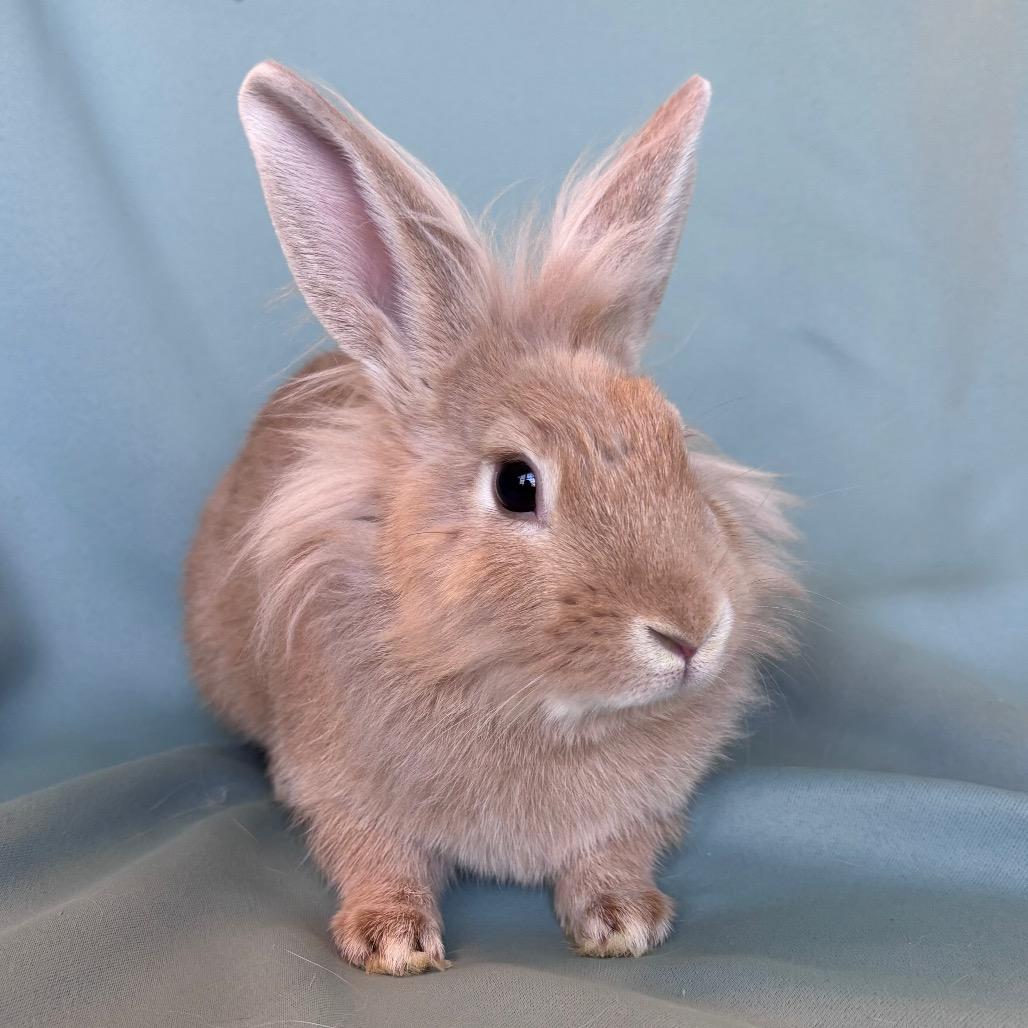 Pedro, adopted, Young Male Lionhead.