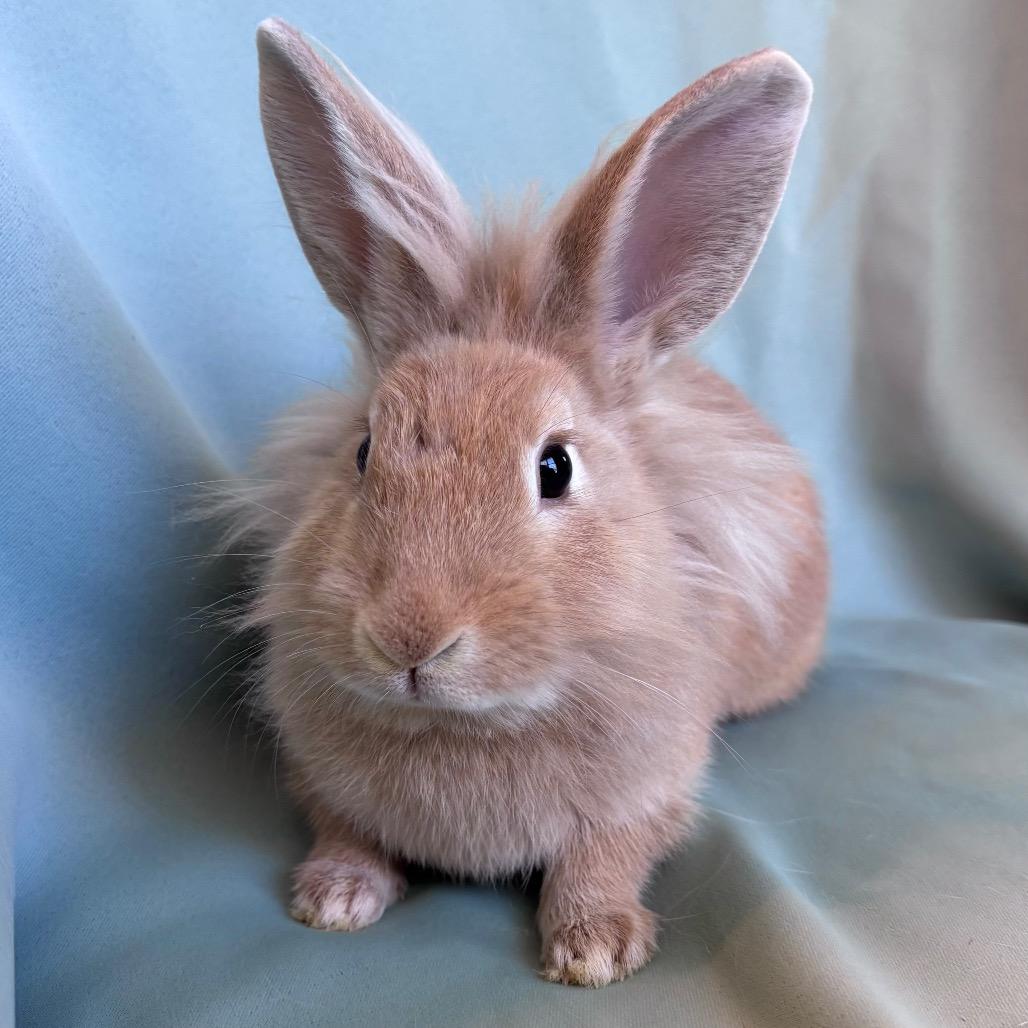 Enlarge Pedro, an adopted Lionhead in Columbia, MD image 4/4