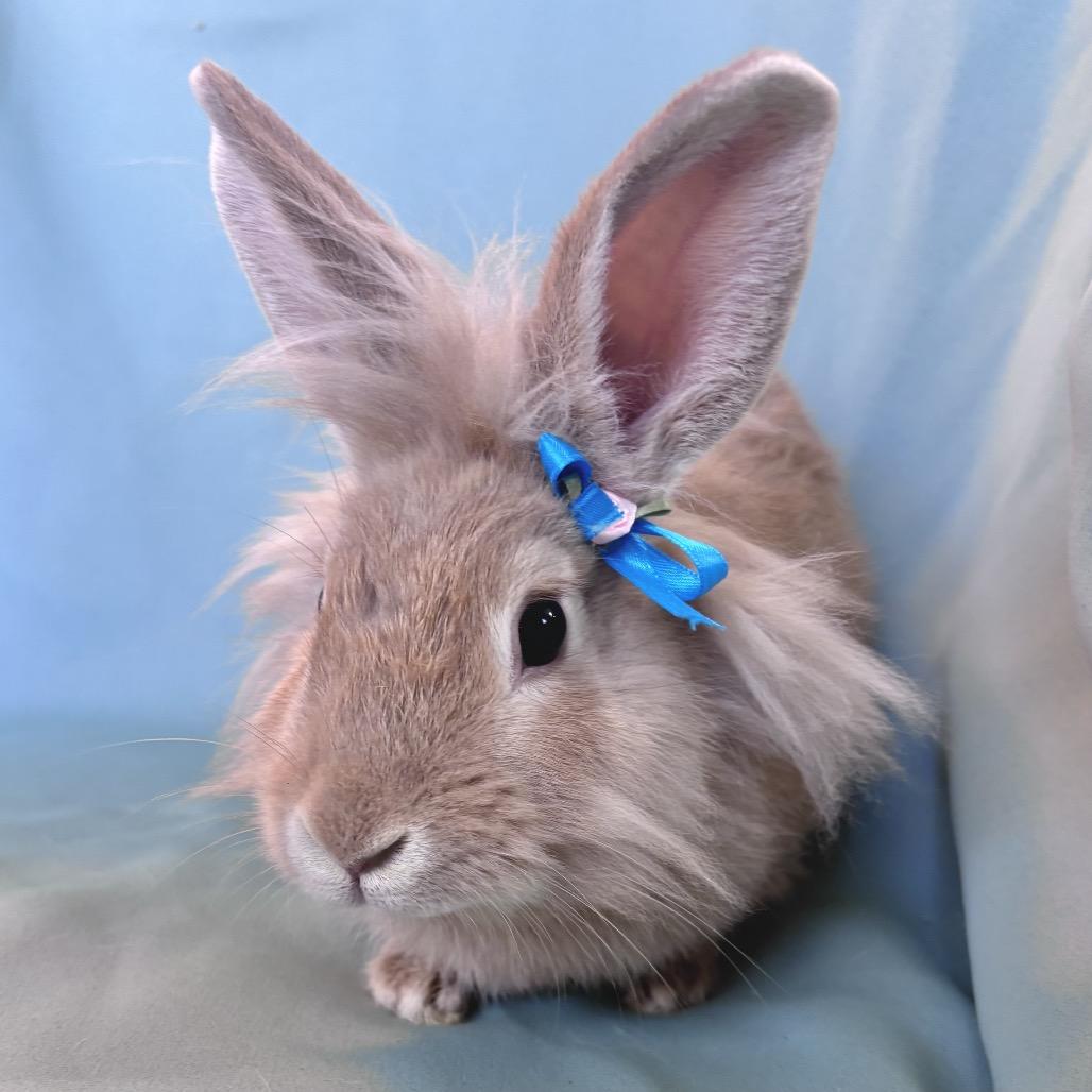 Enlarge Pedro, an adopted Lionhead in Columbia, MD image 3/4