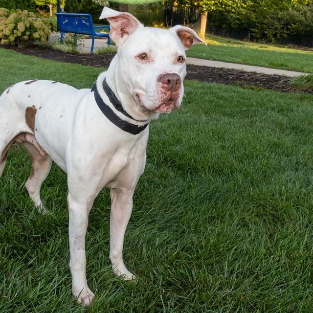Enlarge ARTHUR, a Adoptable Staffordshire Bull Terrier in St. Louis, MO image 1/1