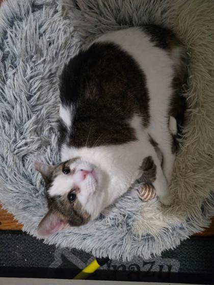 Morgan, Adoptable, Adult Male Domestic Short Hair & Domestic Short Hair.