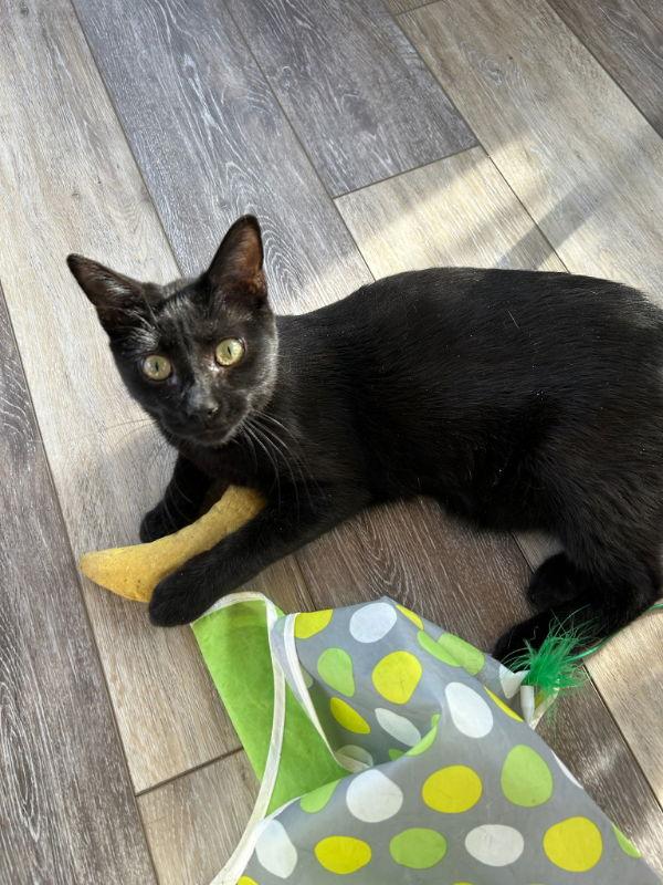 Bosco, a Adoptable Domestic Short Hair in Gonic, NH image 2/3