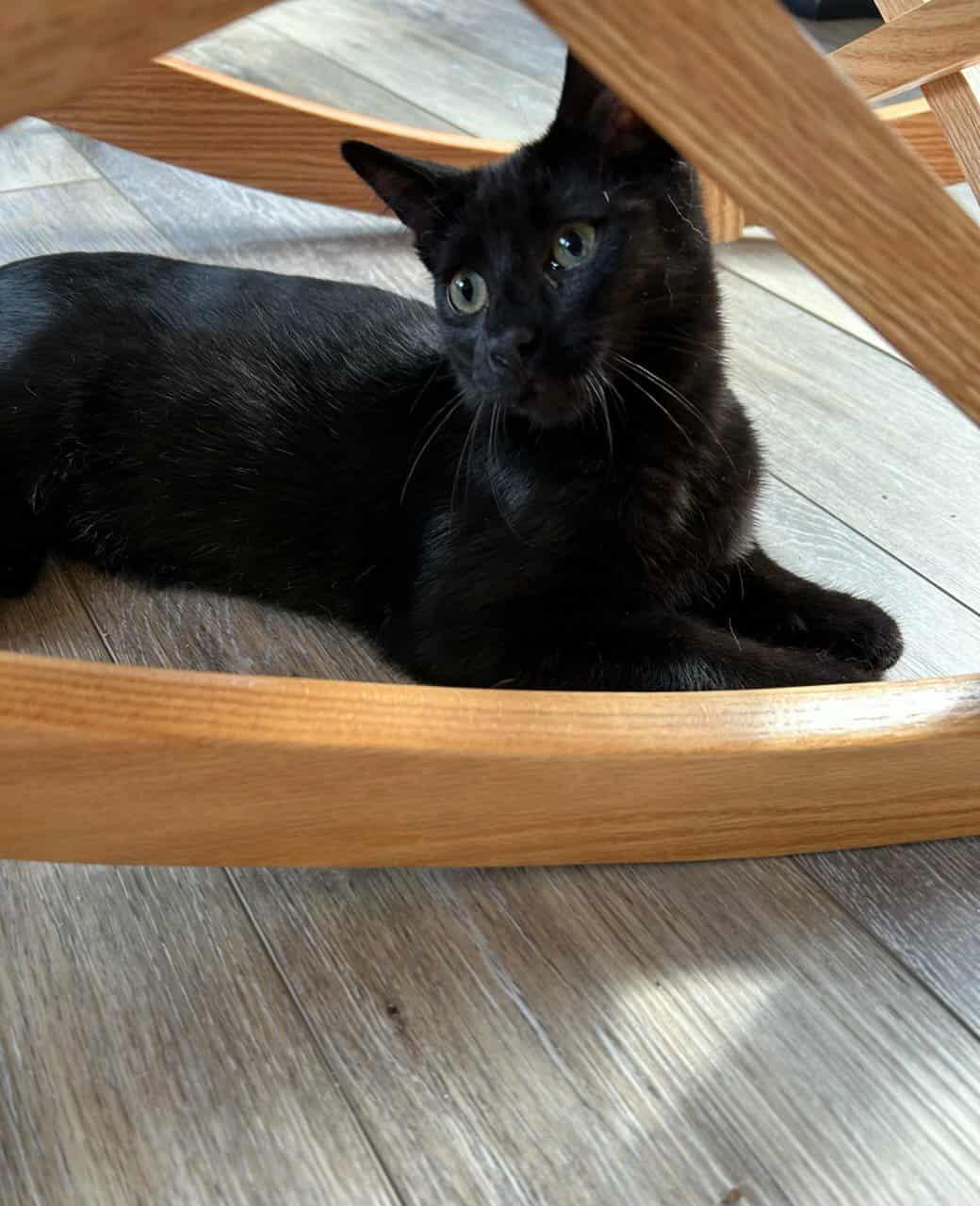 Bosco, a Adoptable Domestic Short Hair in Gonic, NH image 2/2