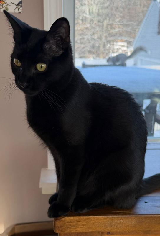 Enlarge Bosco, a Adoptable Domestic Short Hair in Gonic, NH image 3/3