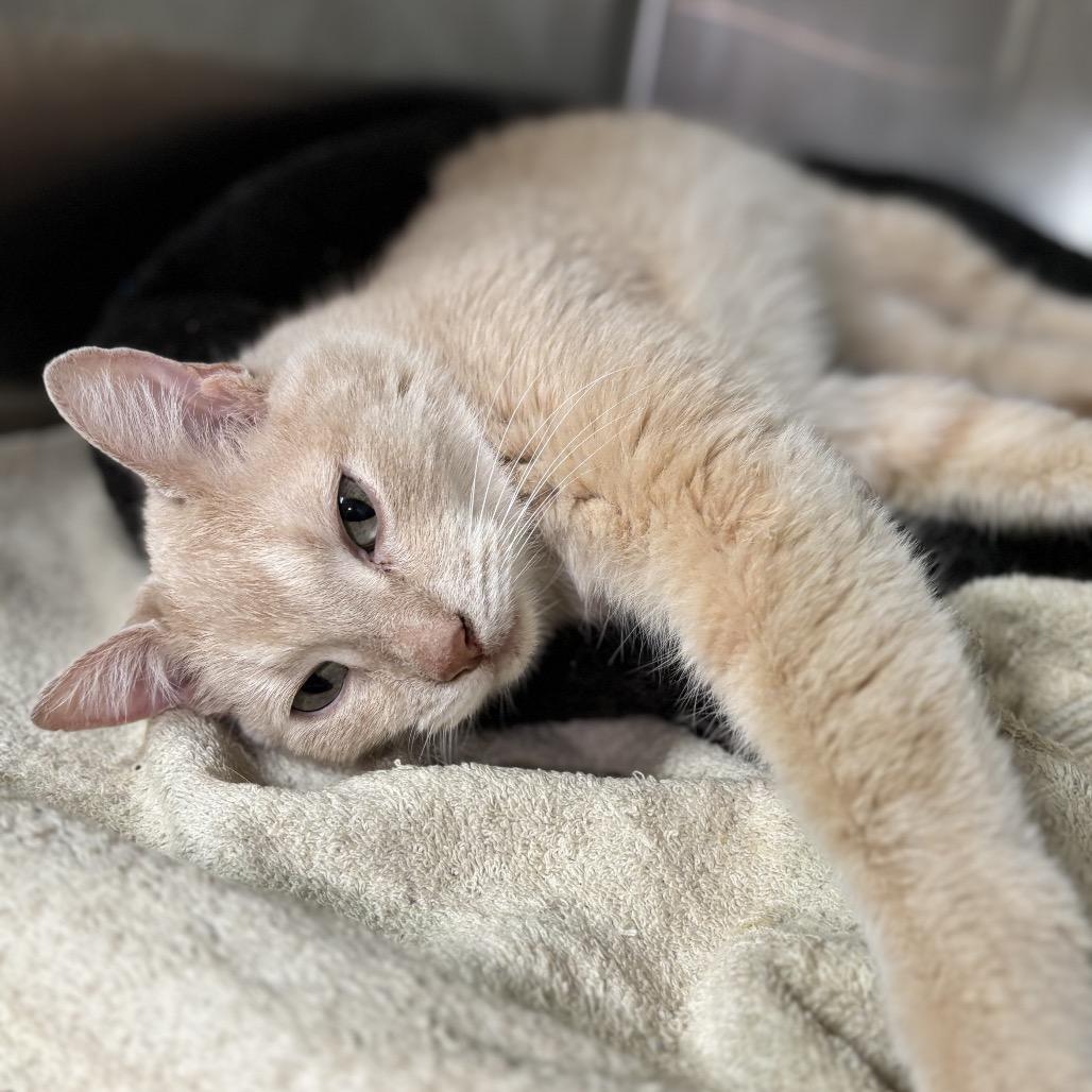 Enlarge Simba, a Adoptable Domestic Short Hair in Starkville, MS image 1/5
