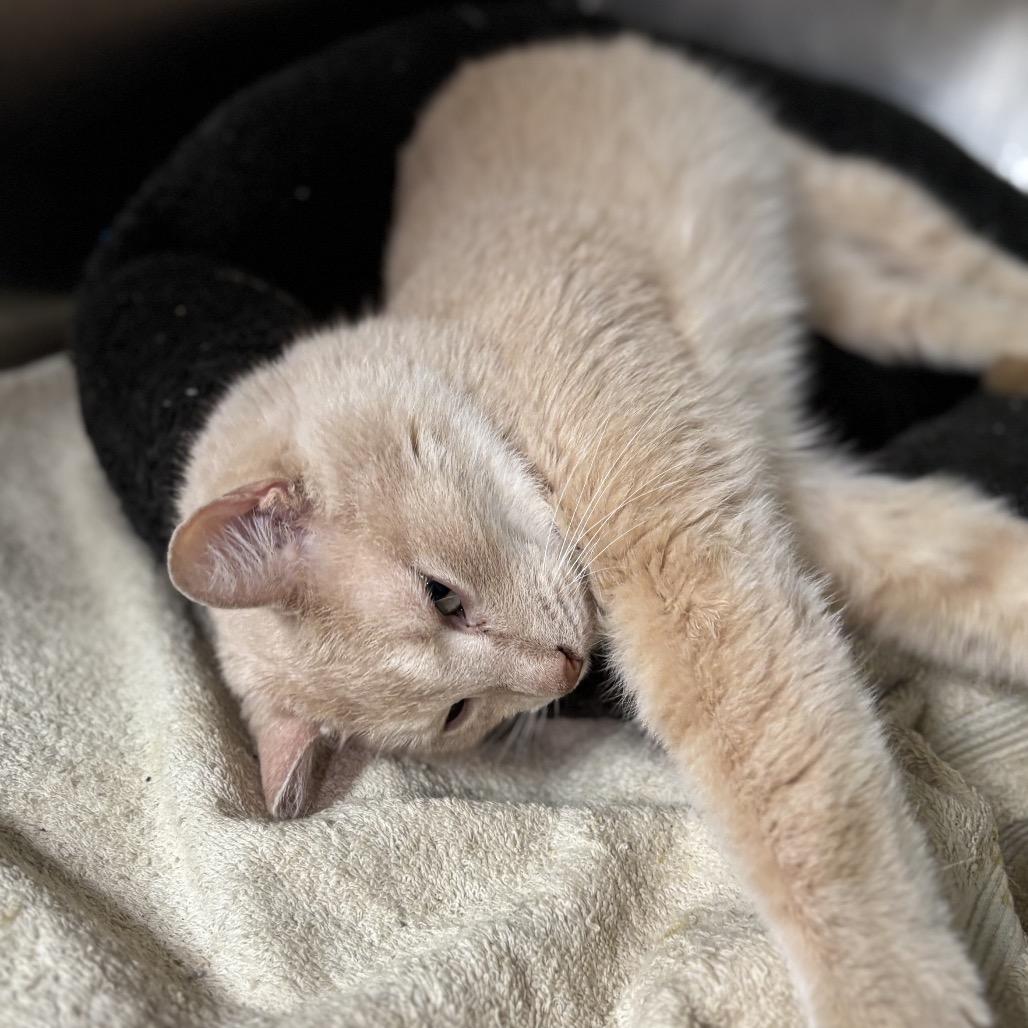 Enlarge Simba, a Adoptable Domestic Short Hair in Starkville, MS image 2/5