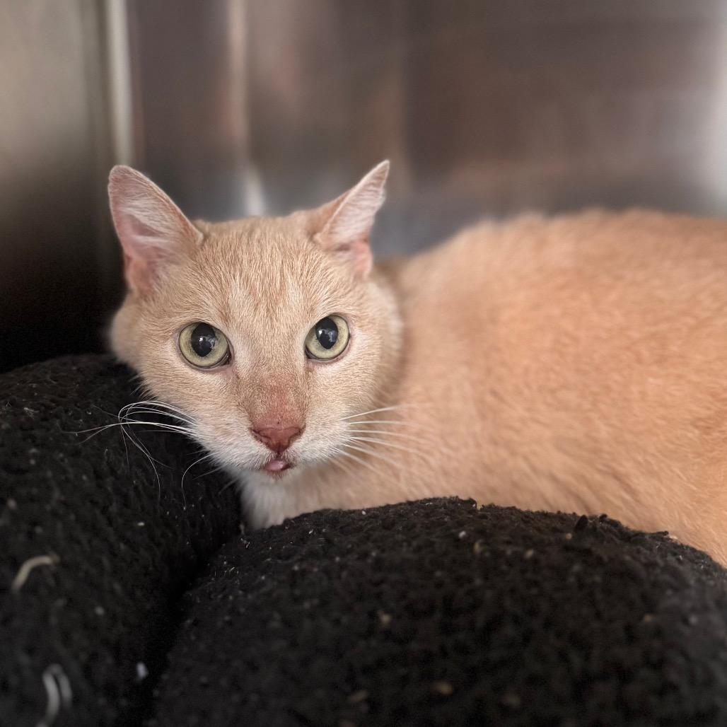 Enlarge Simba, a Adoptable Domestic Short Hair in Starkville, MS image 3/5