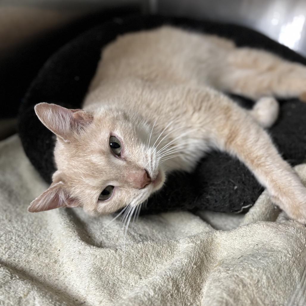 Enlarge Simba, a Adoptable Domestic Short Hair in Starkville, MS image 4/5