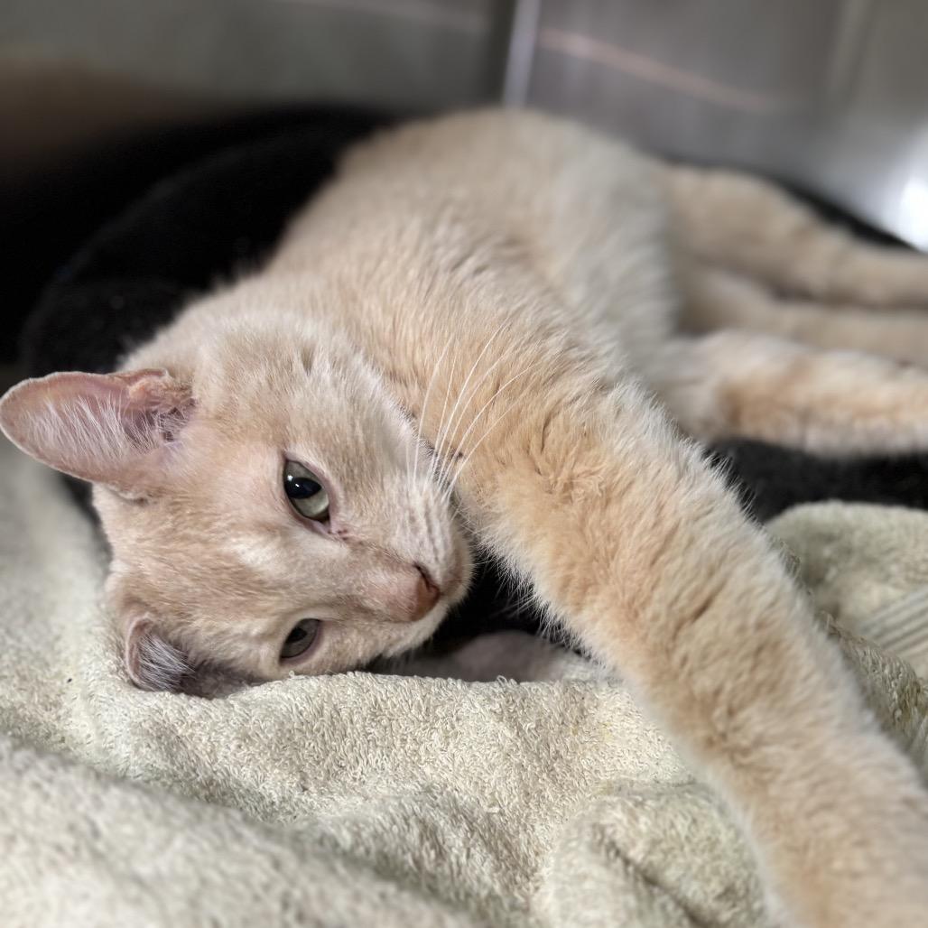 Enlarge Simba, a Adoptable Domestic Short Hair in Starkville, MS image 5/5