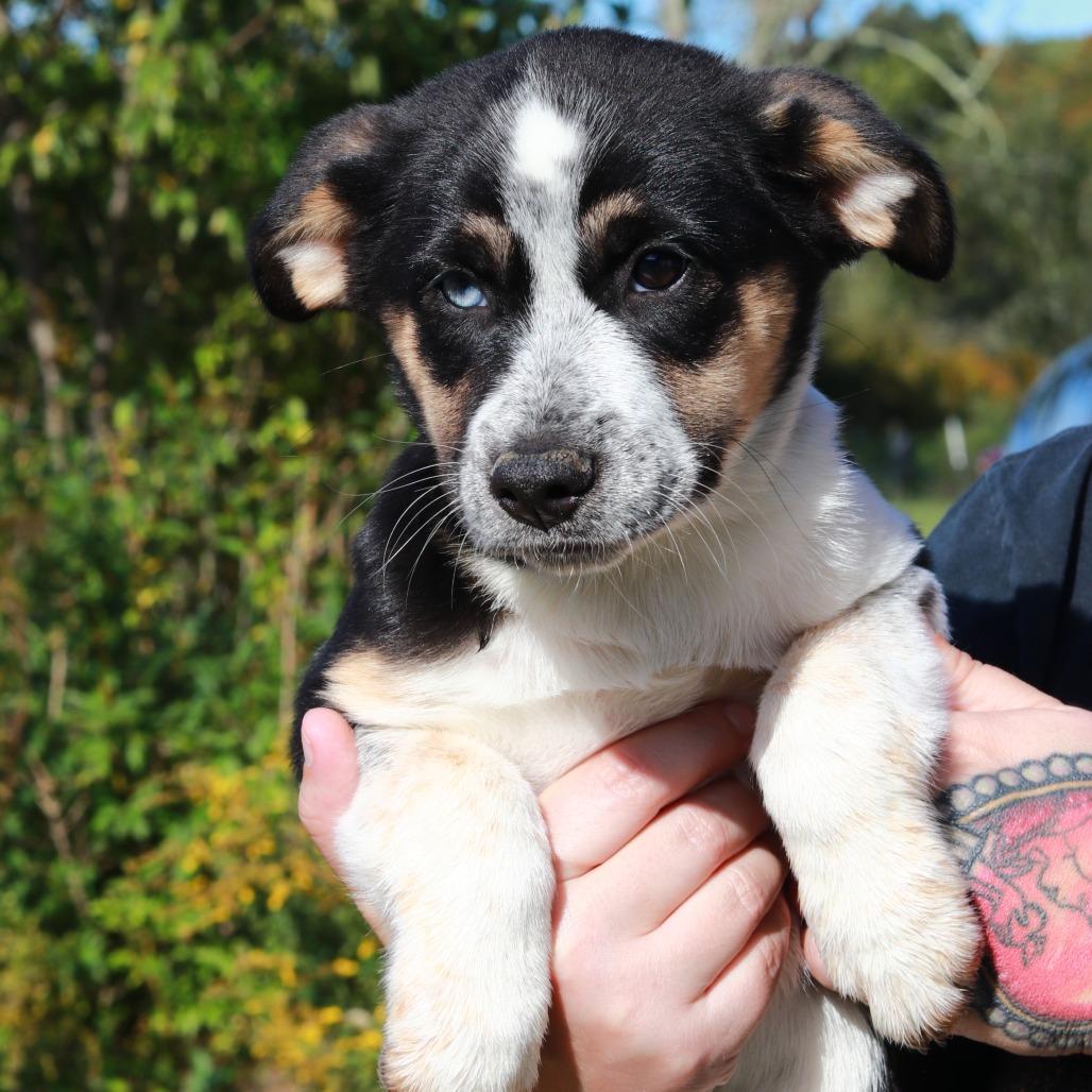 CT Baylee, Adoptable, Puppy Female German Shepherd Dog & Mixed Breed.
