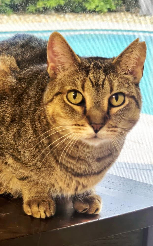 Sweetie, a Adoptable Tabby in Plantation, FL image 2/4