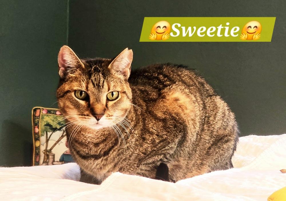 Sweetie, a Adoptable Tabby in Plantation, FL image 3/4