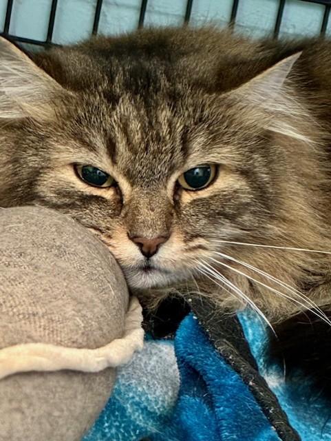 Enlarge Misty, a Adoptable Domestic Long Hair in Southwick, MA image 1/2