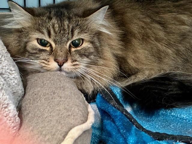 Enlarge Misty, a Adoptable Domestic Long Hair in Southwick, MA image 2/2