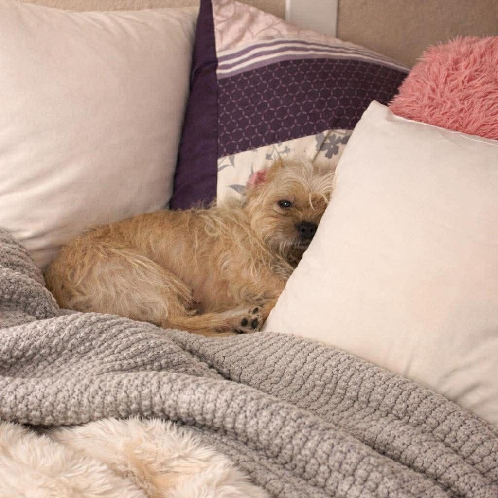 Enlarge Brielle , an adopted mixed breed in Justin, TX image 2/3