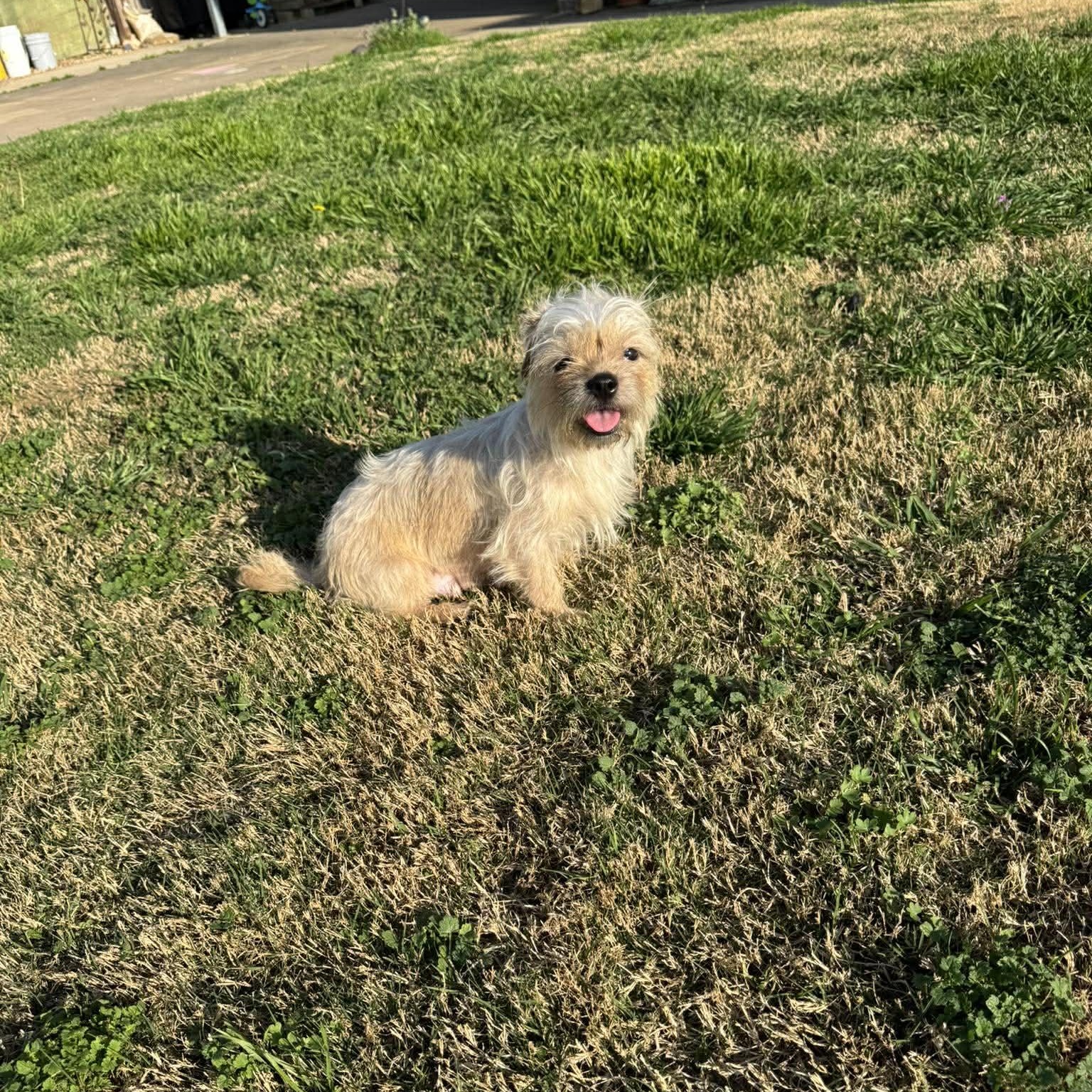 Enlarge Brielle , an adopted mixed breed in Justin, TX image 3/3