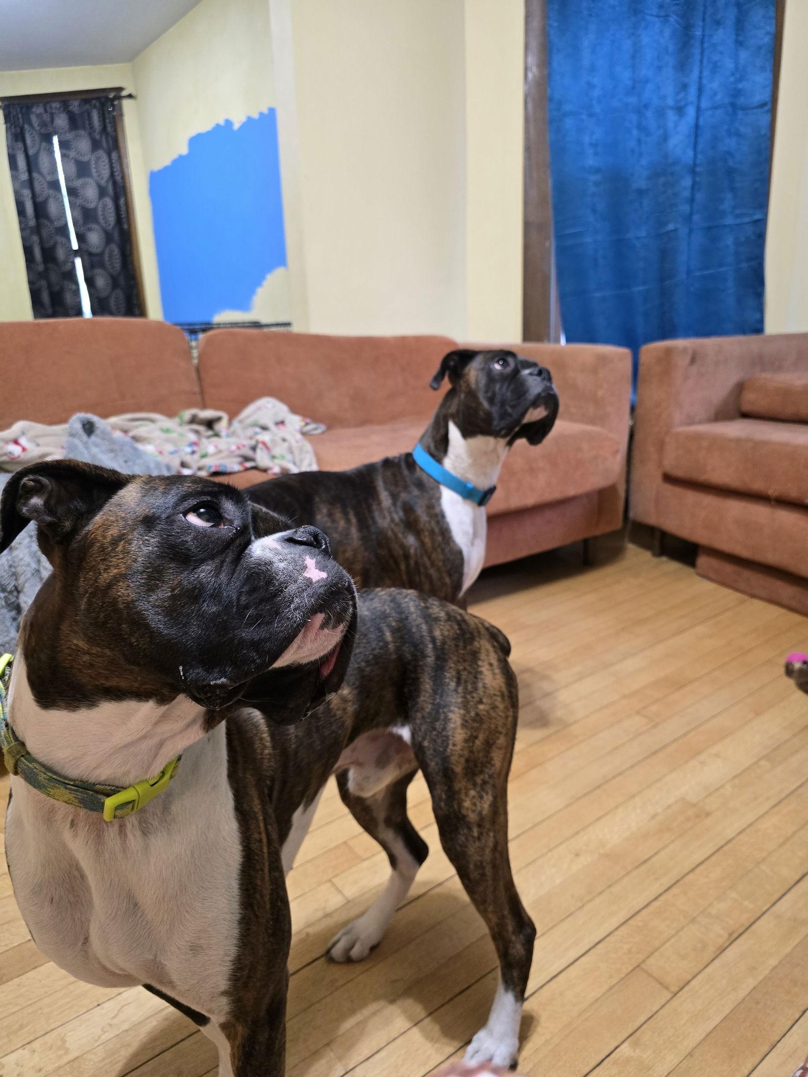 Enlarge Sentinel *Adoption Pending*, a Adoptable Boxer in Woodbury, MN image 1/3