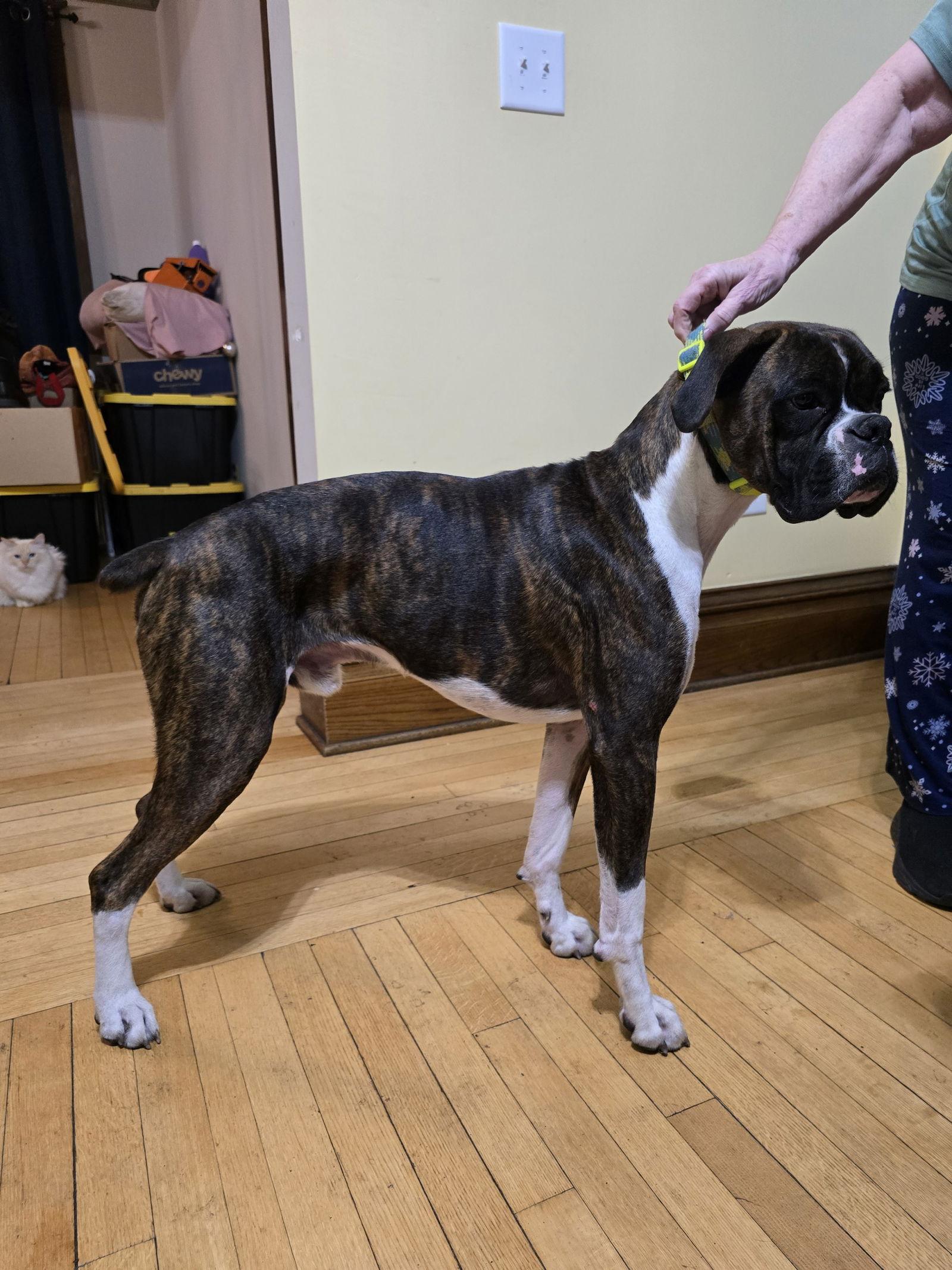 Enlarge Sentinel *Adoption Pending*, a Adoptable Boxer in Woodbury, MN image 2/3