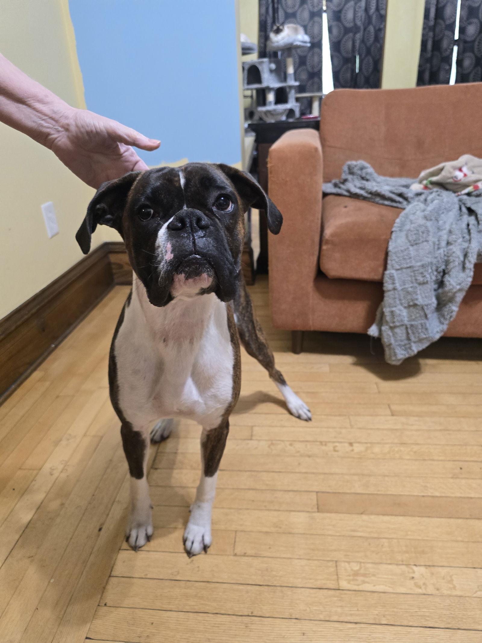 Enlarge Sentinel *Adoption Pending*, a Adoptable Boxer in Woodbury, MN image 3/3