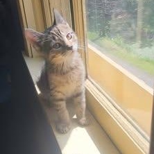 Croc, adopted, Kitten Female Domestic Short Hair.