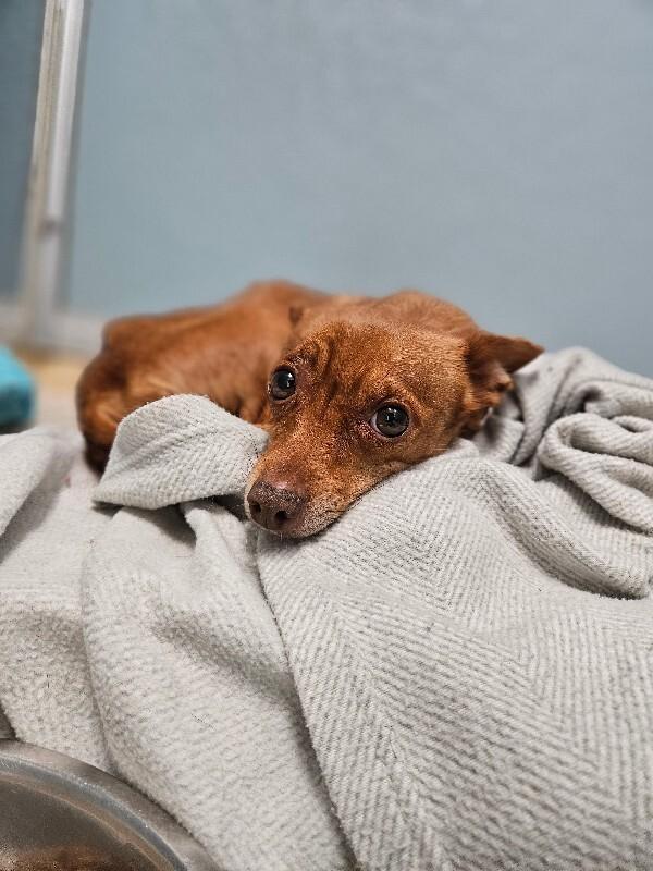 Pickles, Adoptable, Adult Male Chihuahua & Mixed Breed.