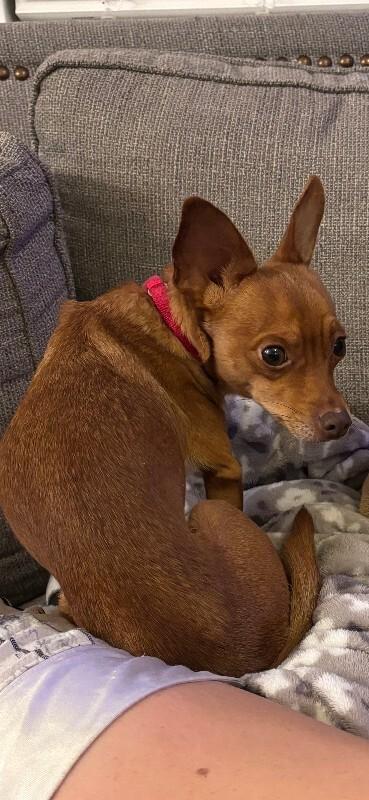 Enlarge Pickles, a Adoptable mixed breed in Fort Collins, CO image 2/3