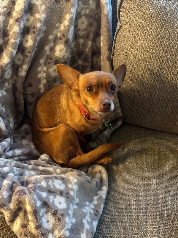 Enlarge Pickles, a Adoptable mixed breed in Fort Collins, CO image 3/3