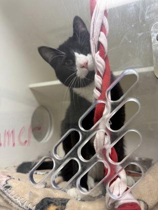 Kramer, adopted, Adult Male Domestic Short Hair.