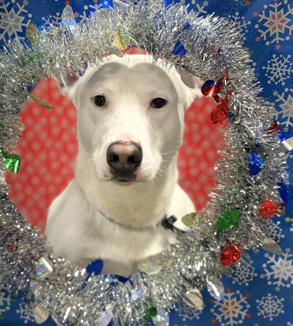 Enlarge Kibo, a Adoptable mixed breed in Lancaster, OH image 1/3