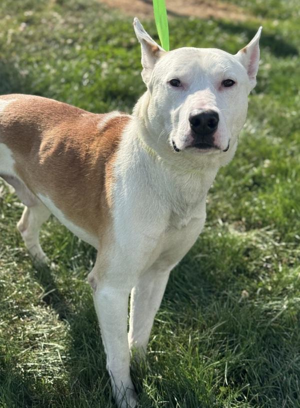 Enlarge Kibo, a Adoptable mixed breed in Lancaster, OH image 2/3