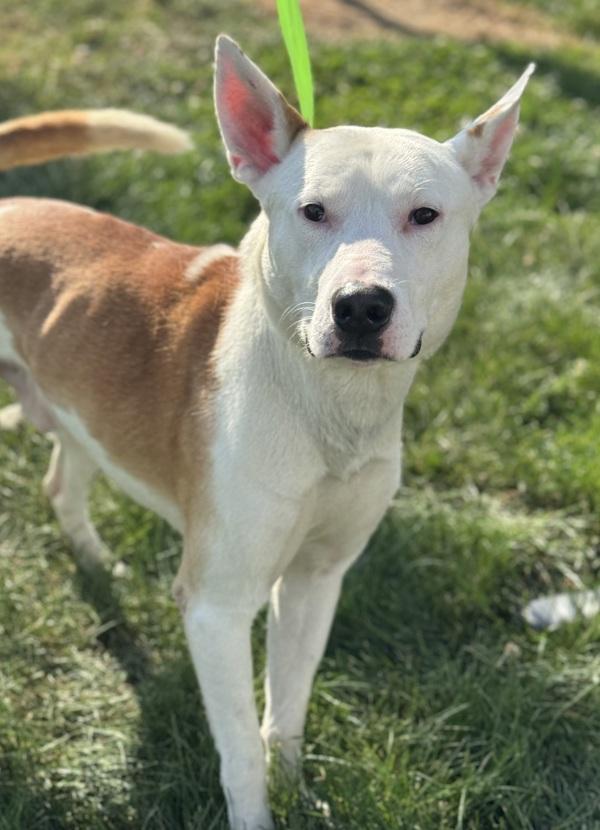 Enlarge Kibo, a Adoptable mixed breed in Lancaster, OH image 5/6