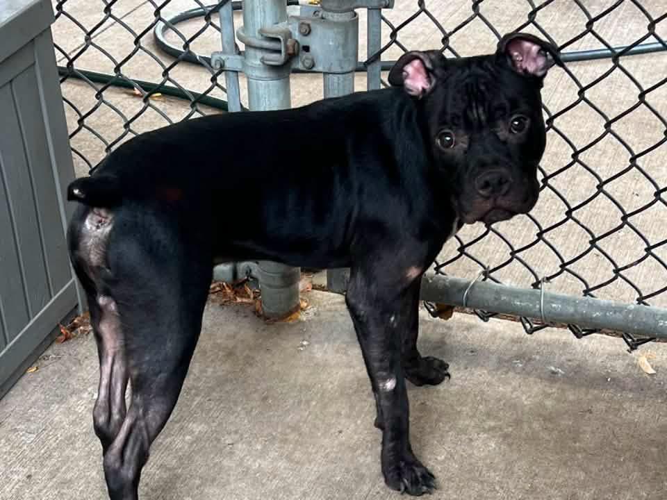 Egan, an adopted Boxer in Chicago, IL image 4/5