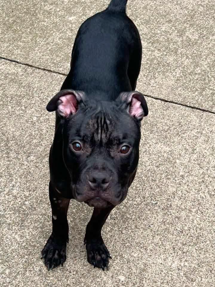 Egan, an adopted Boxer in Chicago, IL image 2/5