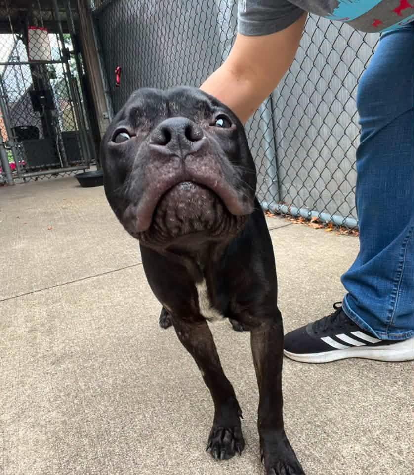 Egan, an adopted Boxer in Chicago, IL image 3/5