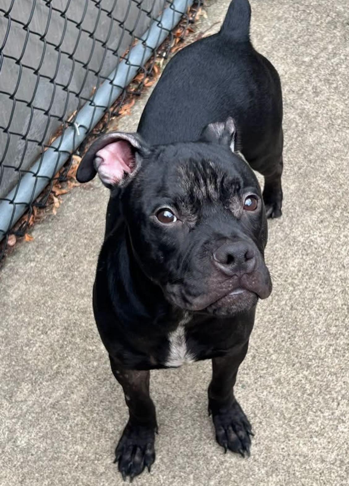 Egan, an adopted Boxer in Chicago, IL image 1/5