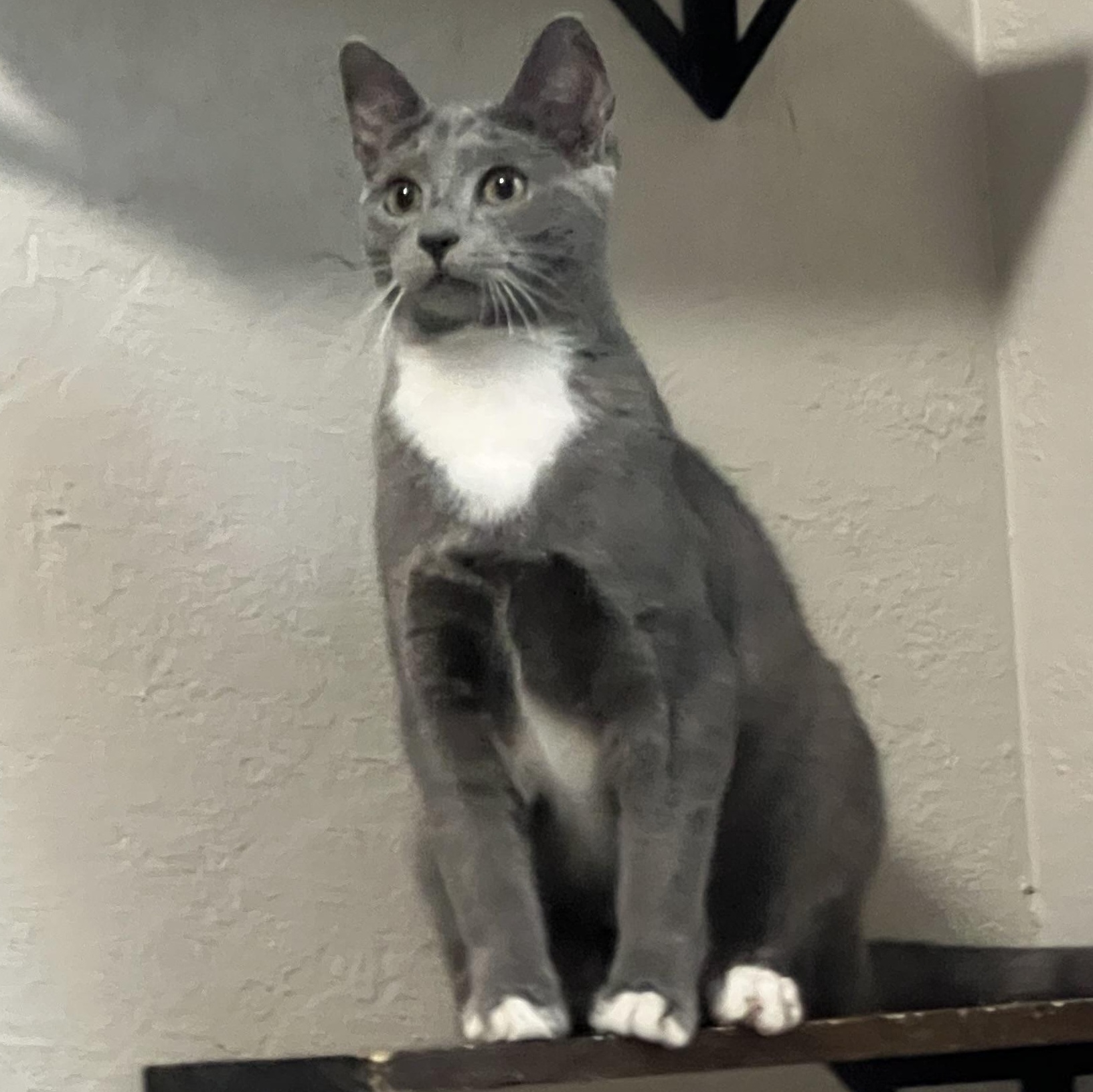 Enlarge Duchess, a ADOPTABLE Domestic Short Hair in Greensboro, NC image 2/4