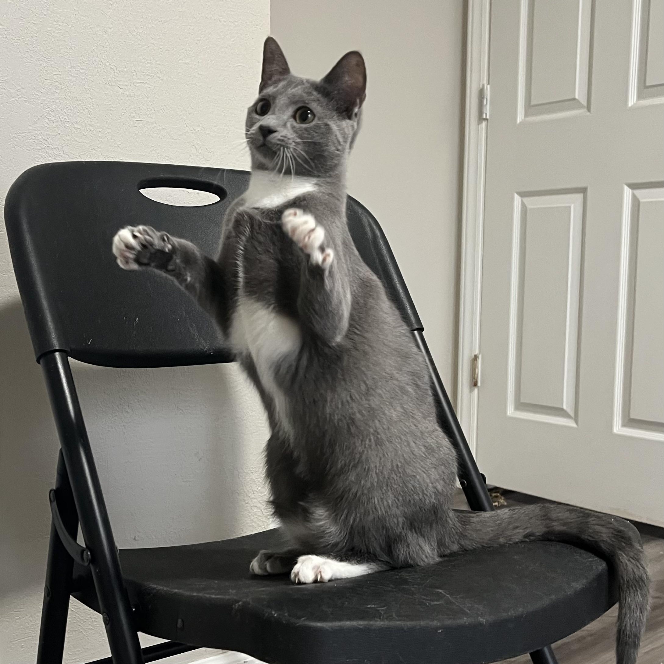 Duchess, ADOPTABLE, Young Female Domestic Short Hair.