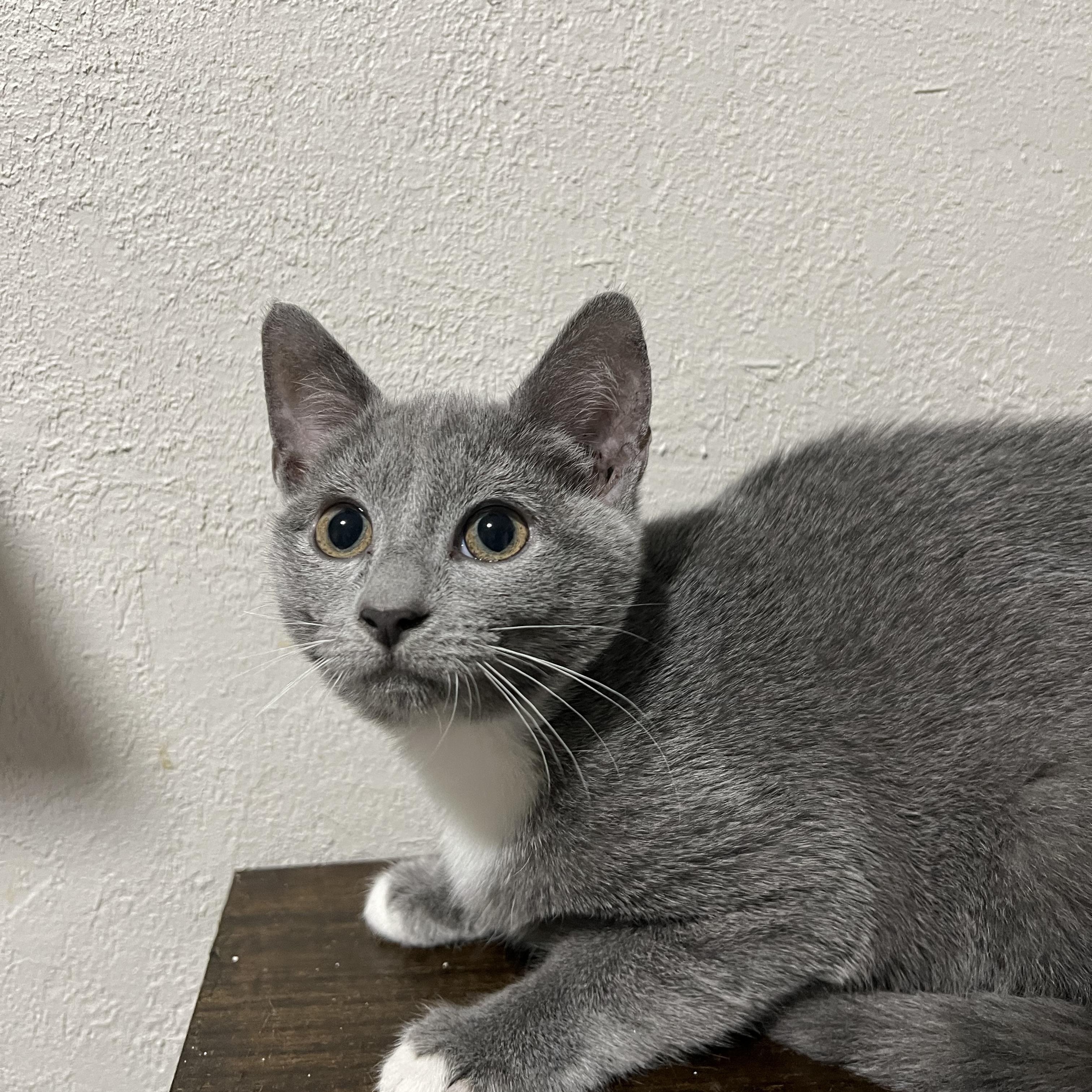 Enlarge Duchess, a ADOPTABLE Domestic Short Hair in Greensboro, NC image 4/4